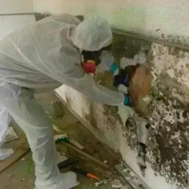 Mold Remediation and Removal in Odin, IL